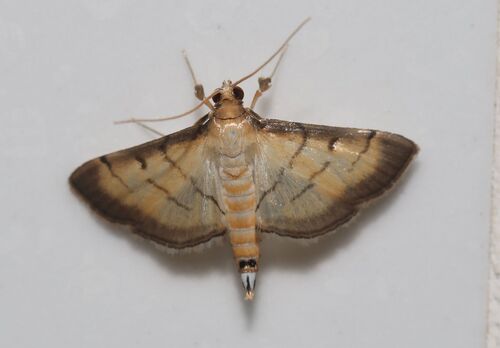 Cnaphalocrocis patnalis