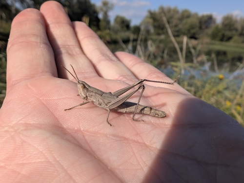 Gold Grasshopper