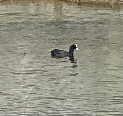 Eurasian Coot