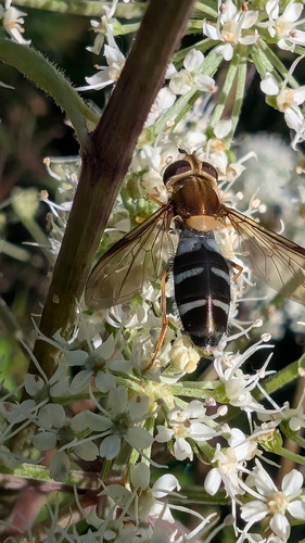 Pale-saddled Leucozona