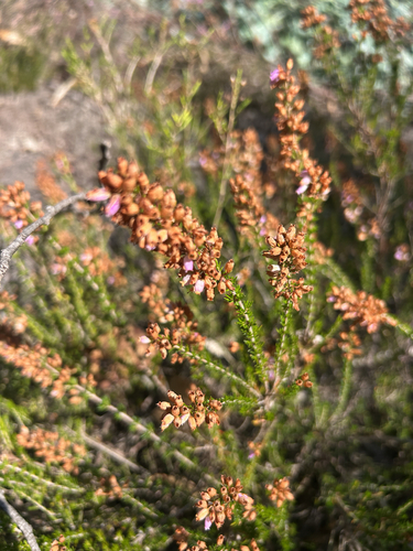 Bell Heather