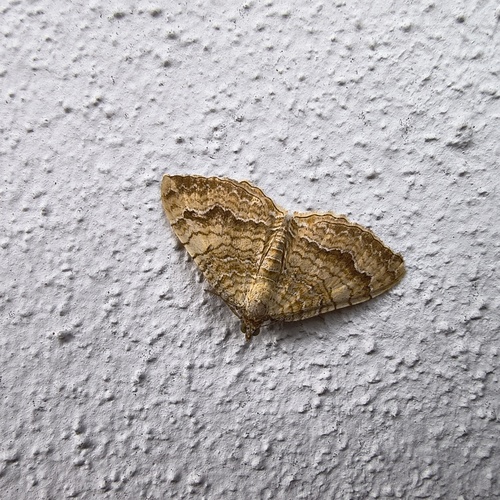 Yellow Shell Moth