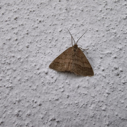 Tawny Wave