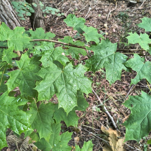 Norway maple