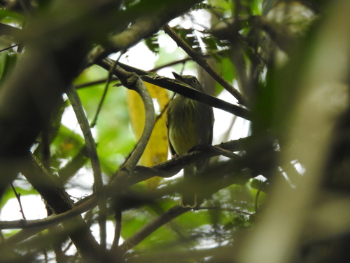 Johannes's Tody-Tyrant