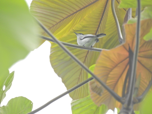 Polioptila plumbea parvirostris