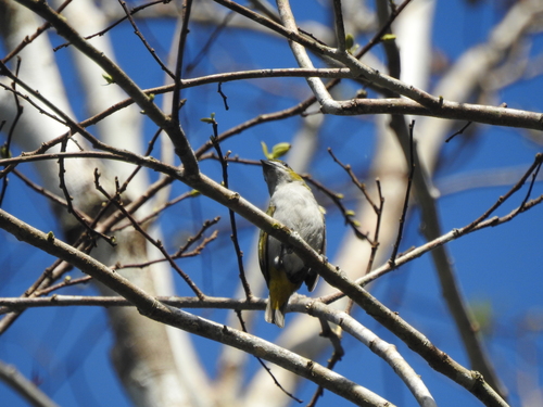 Golden-bellied Euphonia