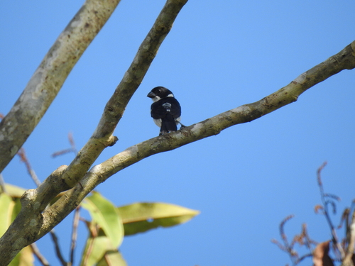 Caquetá Seedeater