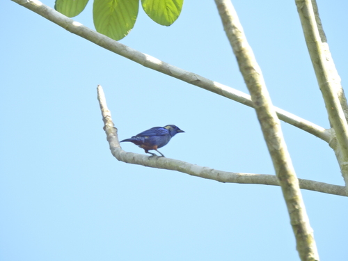 Opal-rumped Tanager