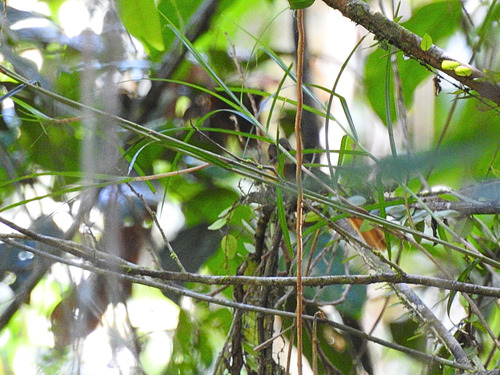 Tropical Royal Flycatcher