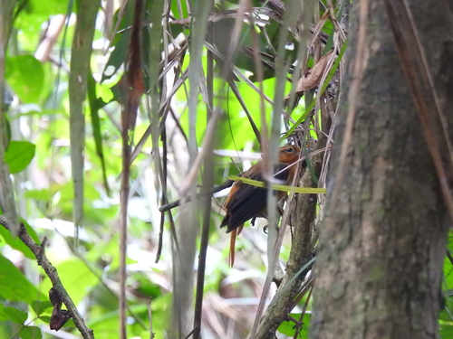 Cinnamon-rumped Foliage-gleaner