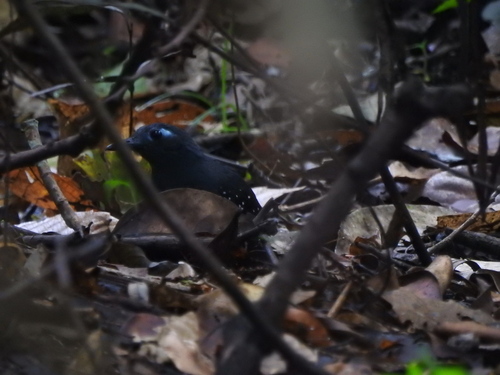 Plumbeous Antbird
