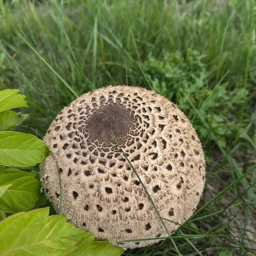 Parasol