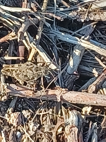 Italian locust