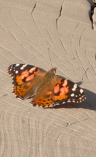 Painted Lady