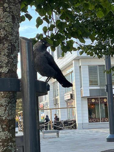 Eurasian Jackdaw