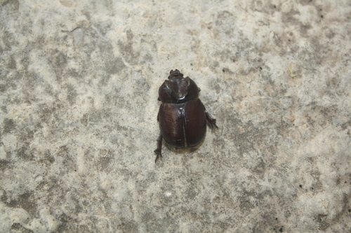 Phyllognathus excavatus