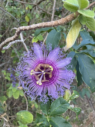 crato passionvine