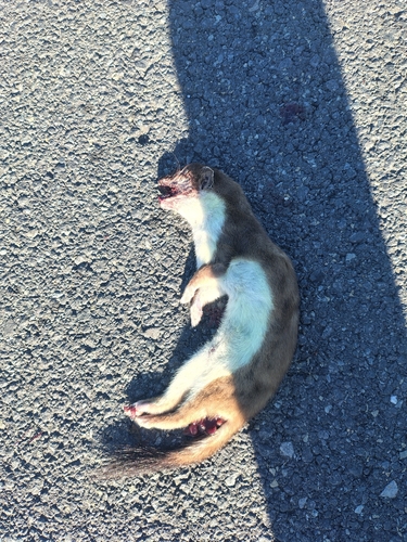 Eurasian Stoat