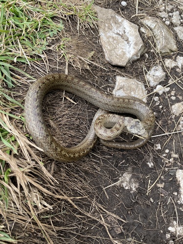 Smooth Snake