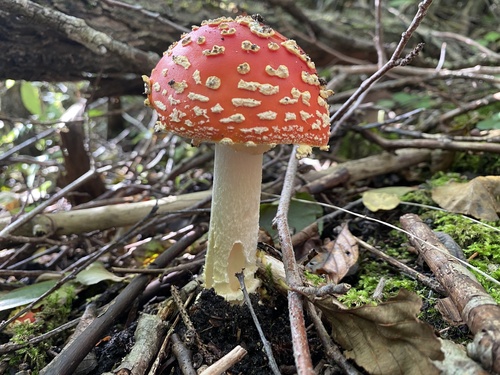 Fly Agaric