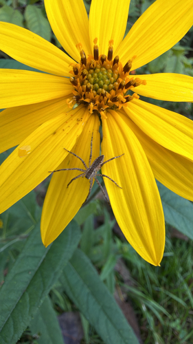 American Nursery Web Spider
