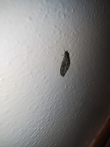 Polystoechotes punctata
