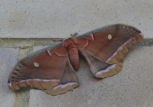 Polyphemus Moth