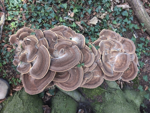 Giant Polypore