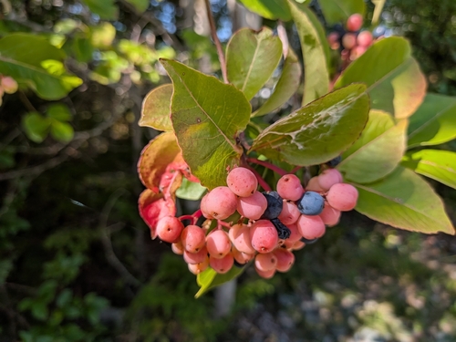 northern wild raisin