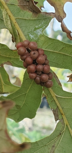 Clustered Midrib Gall Wasp