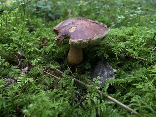 Bay Bolete