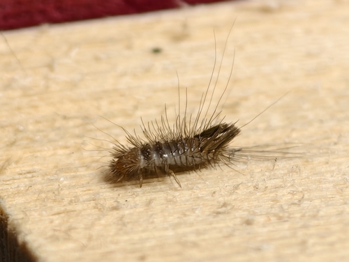 Anthrenus picturatus