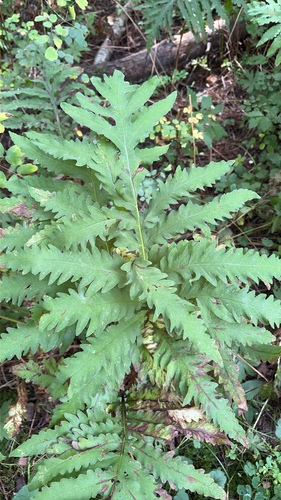 sensitive fern