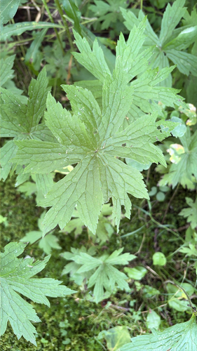 Canada anemone