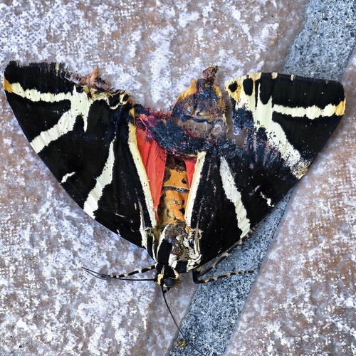 Jersey Tiger