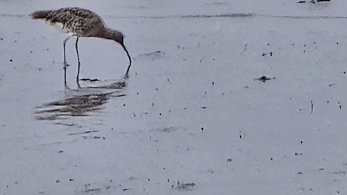 Eurasian Curlew