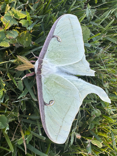 North American Luna Moth