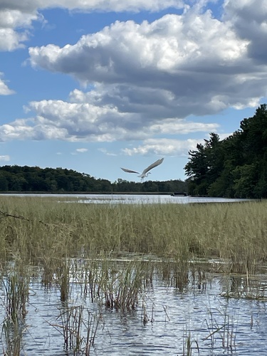 Great Egret