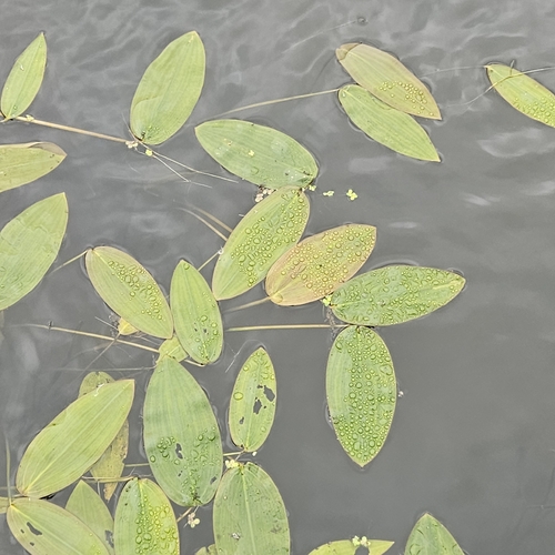 floating-leaved pondweed