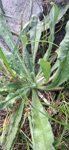 viper's-bugloss