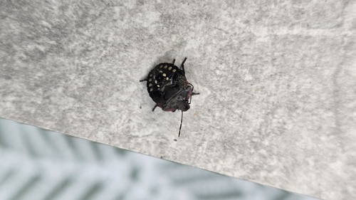 Southern Green Stink Bug