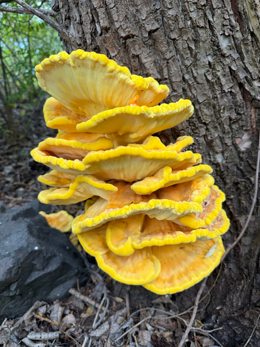chicken of the woods