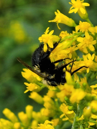 Common Eastern Bumble Bee