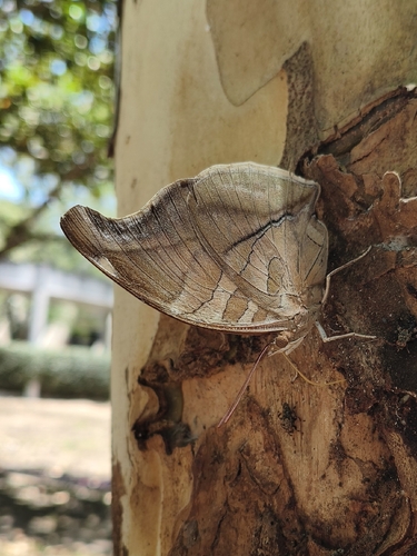 Orion Cecropian