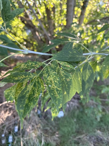 box elder