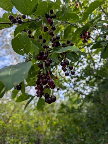 chokecherry