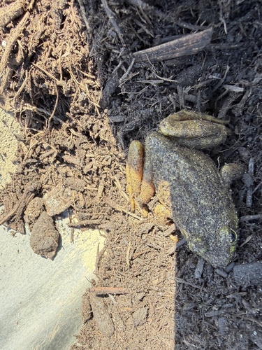 American Bullfrog