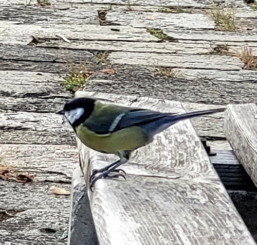 Great Tit