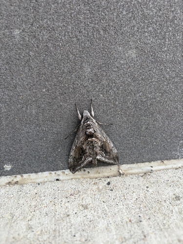 Five-spotted Hawk Moth